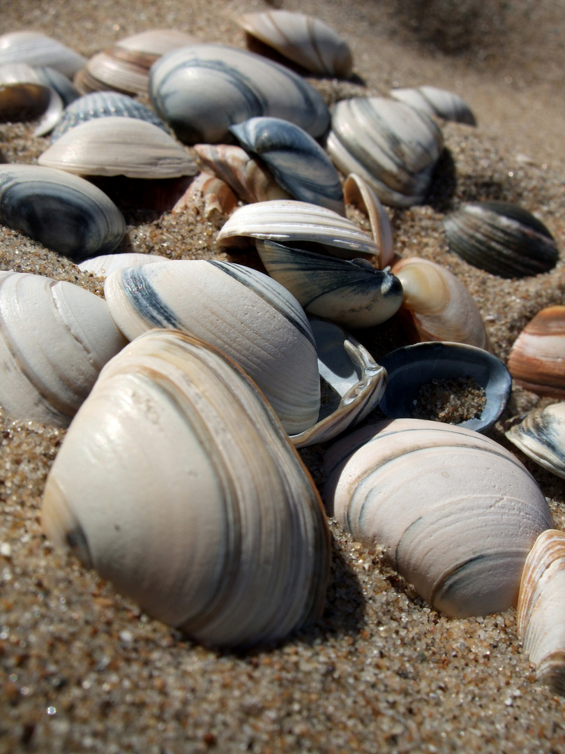 Muscheln am Strand