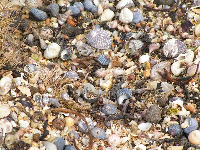 Muscheln am Strand