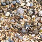 Muscheln am Strand