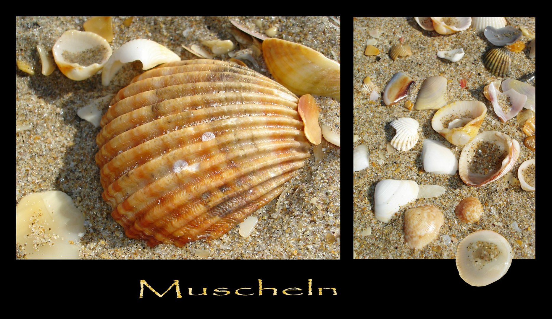 Muscheln am Strand