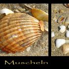 Muscheln am Strand