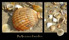 Muscheln am Strand