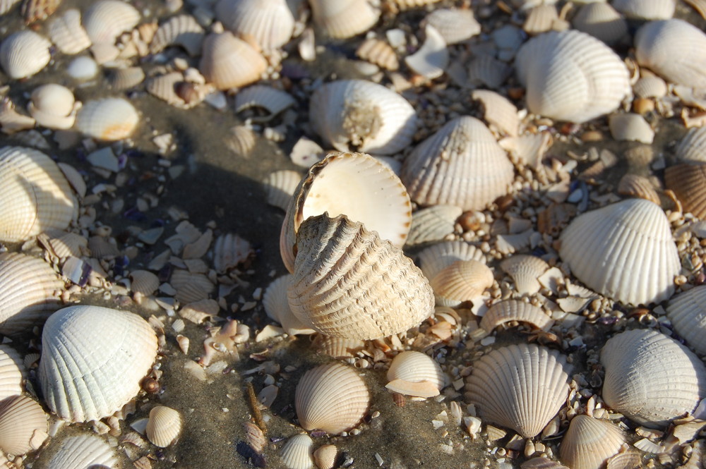 Muscheln am Strand