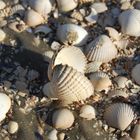 Muscheln am Strand