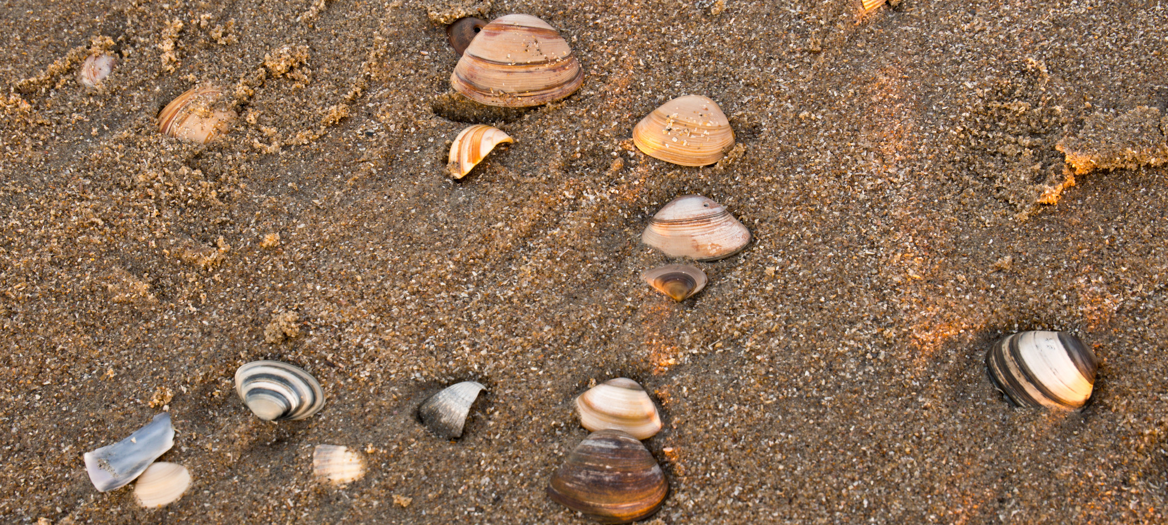 Muscheln am Strand