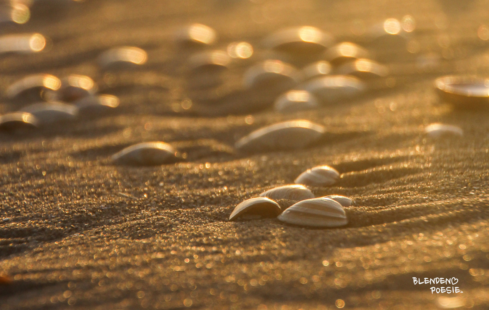 Muscheln am Strand