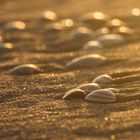 Muscheln am Strand