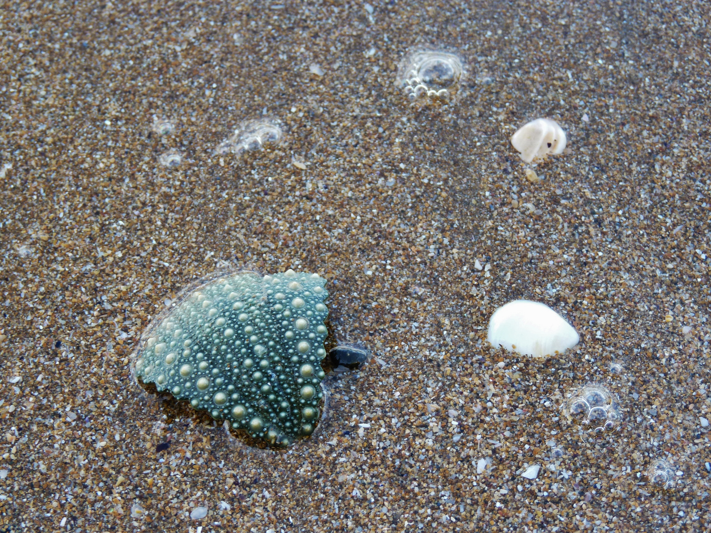 Muscheln am Strand