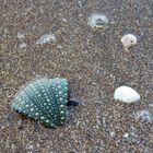 Muscheln am Strand