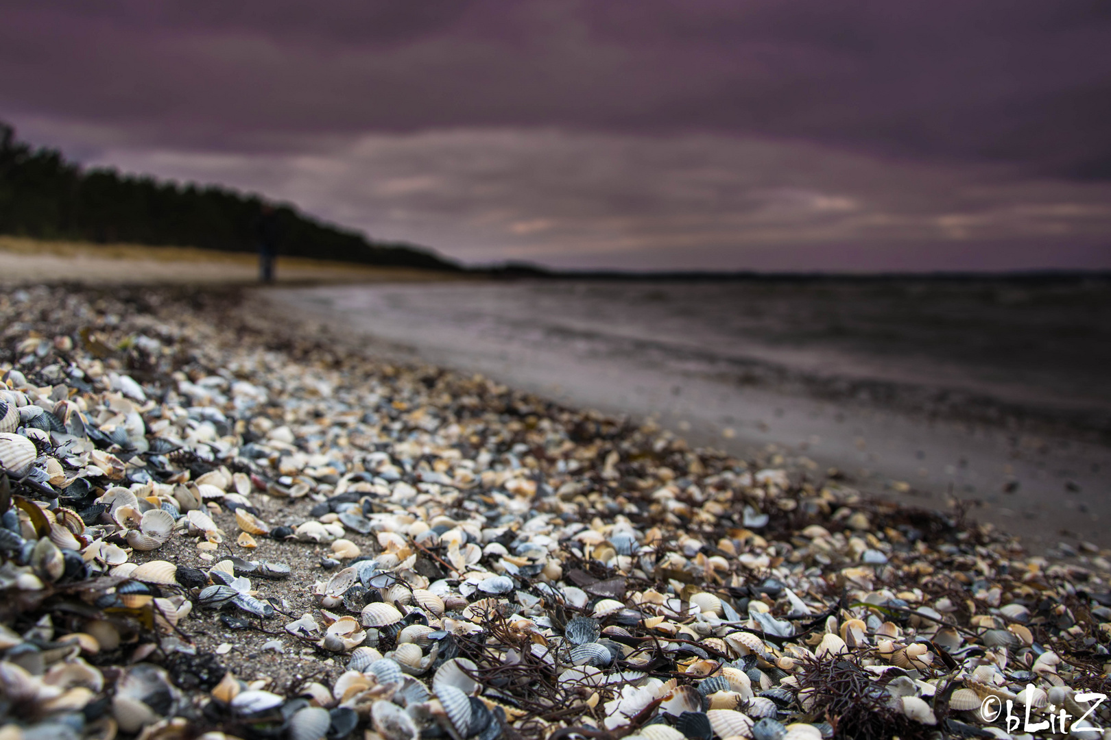 Muscheln am Strand