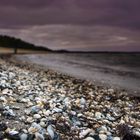 Muscheln am Strand