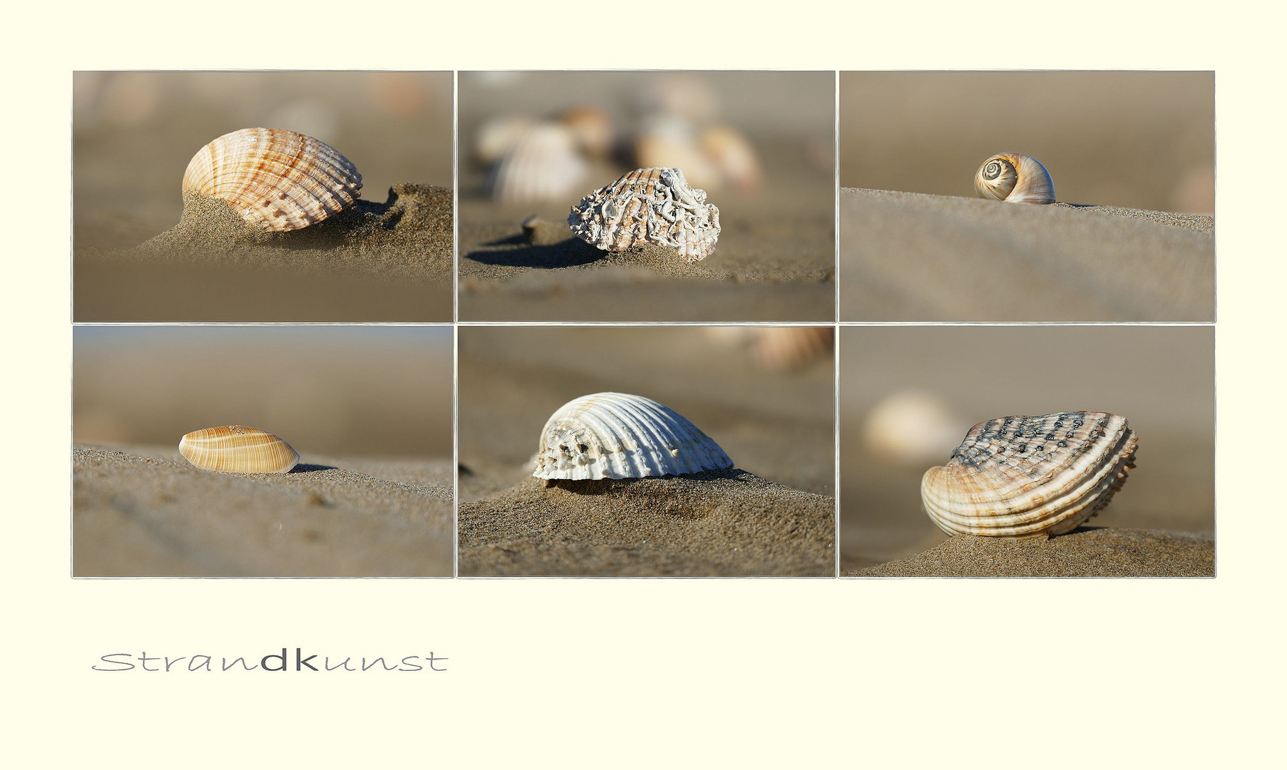 Muscheln am Strand