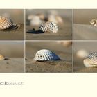 Muscheln am Strand