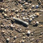 Muscheln am Strand