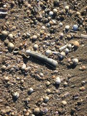 Muscheln am Strand