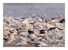 Muscheln am Strand 