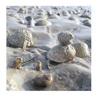 Muscheln am Strand