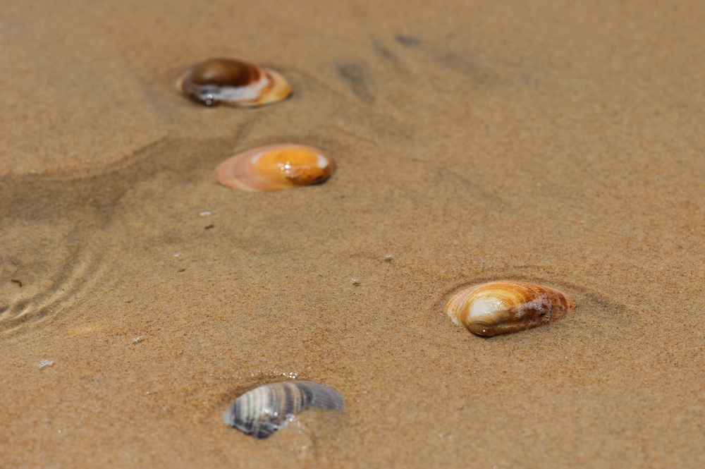 Muscheln am Strand