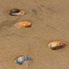 Muscheln am Strand