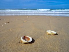 Muscheln am Strand