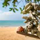 Muscheln am Strand