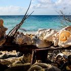 Muscheln am Strand