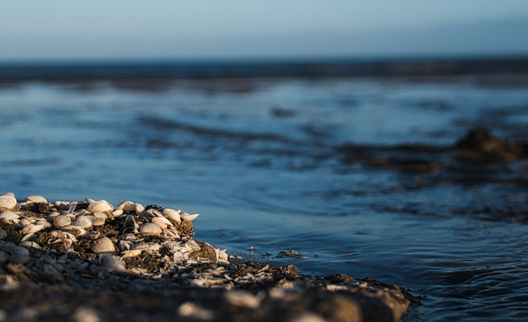 Muscheln am Strand 