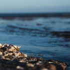 Muscheln am Strand 