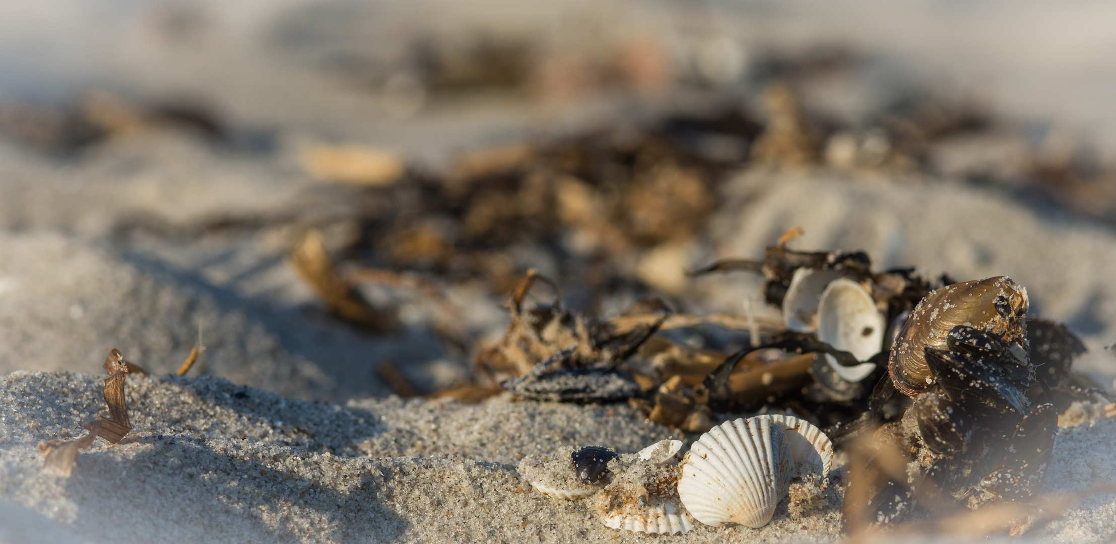 Muscheln am Strand