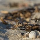 Muscheln am Strand