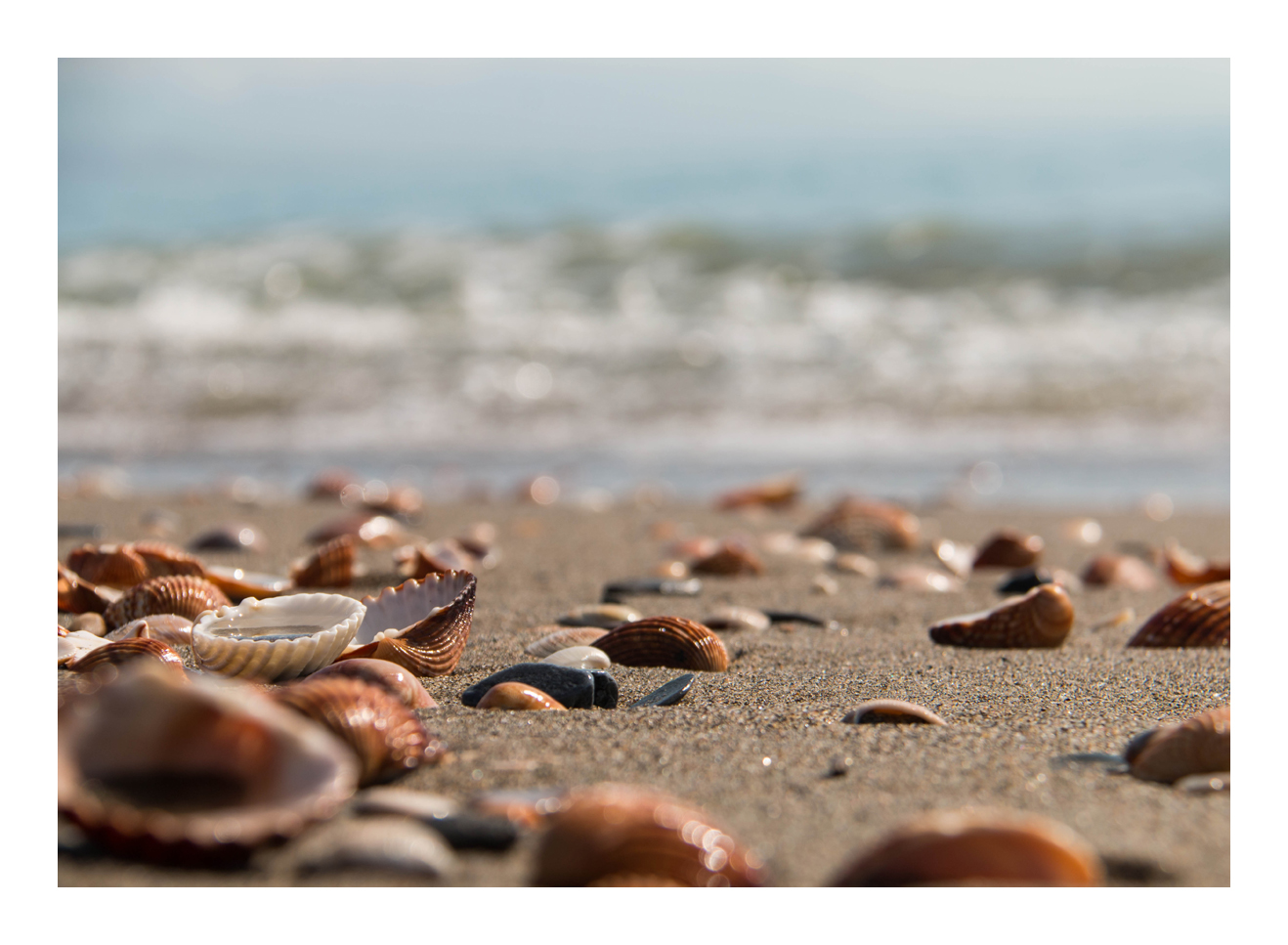 Muscheln am Strand