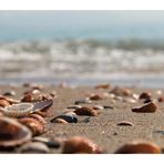 Muscheln am Strand