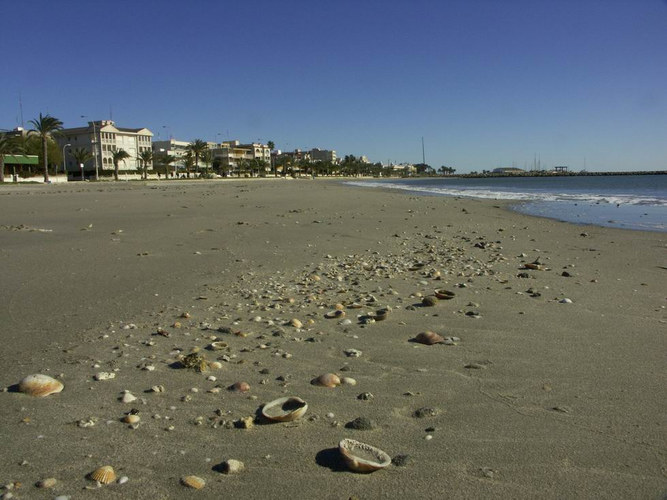 Muscheln am Strand