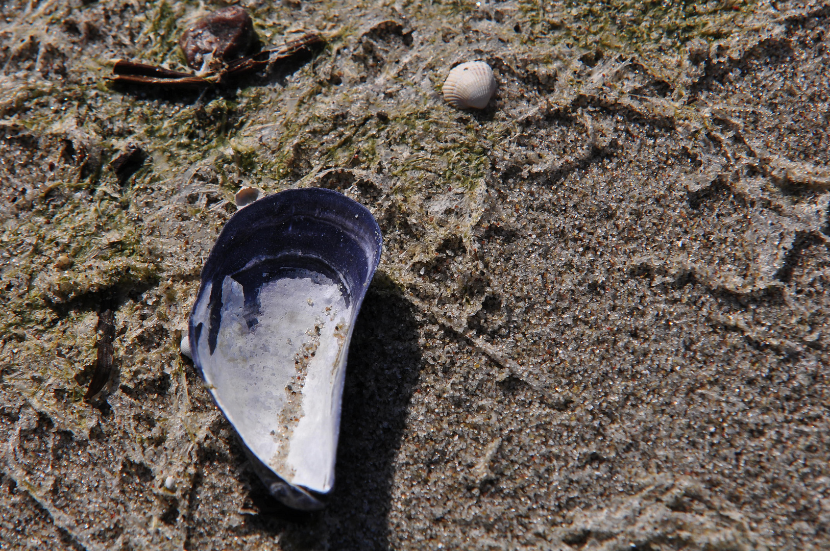 Muscheln am Strand