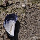 Muscheln am Strand