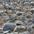 Muscheln am Strand