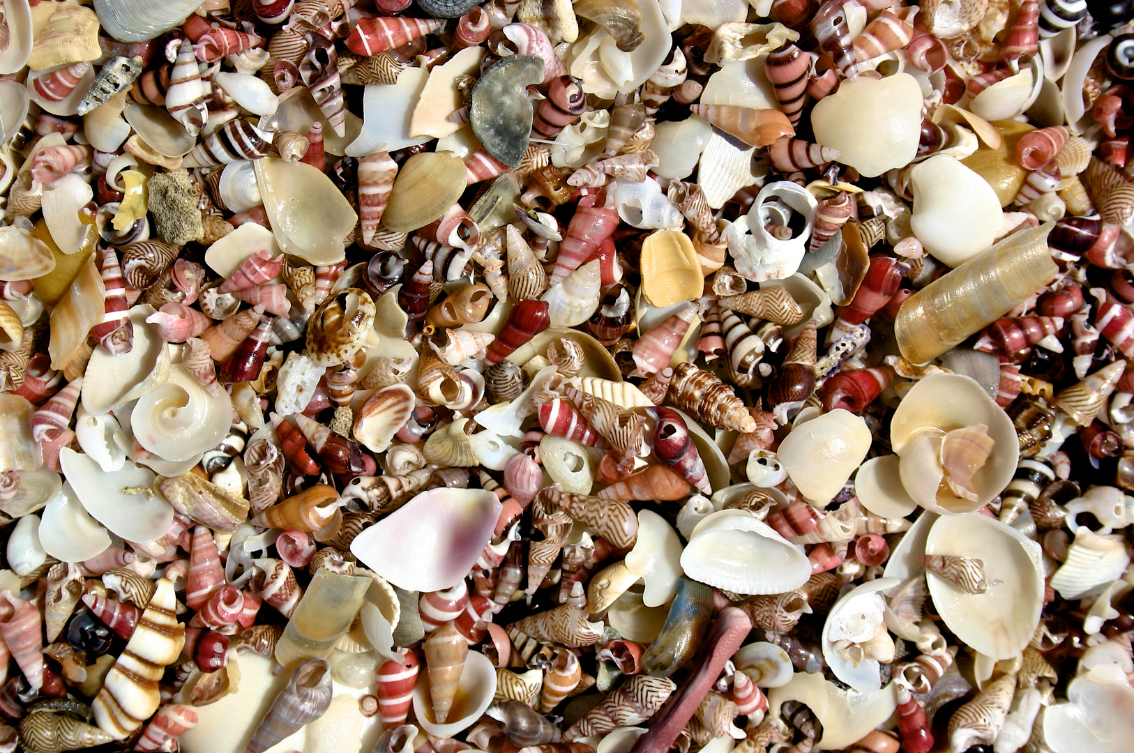 Muscheln am Strand