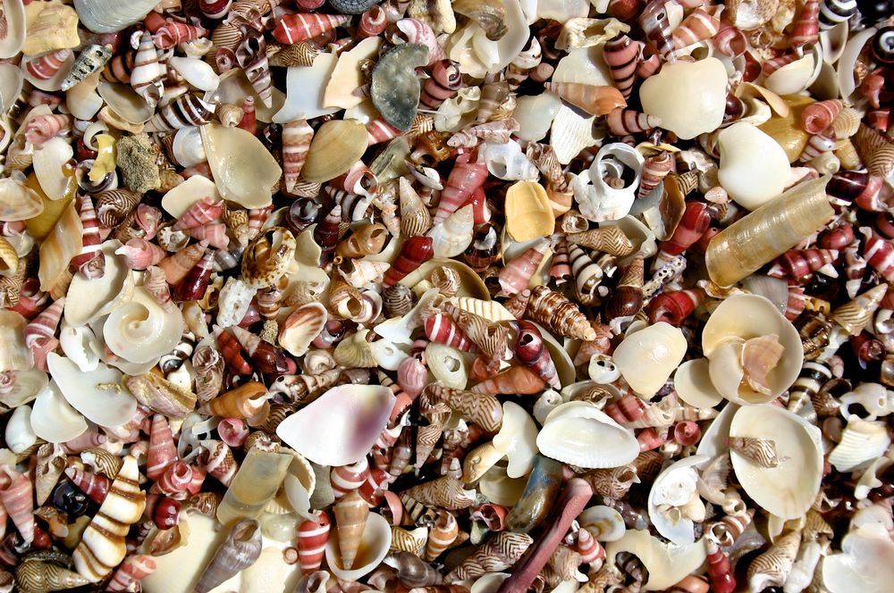 Muscheln am Strand von renggli urs