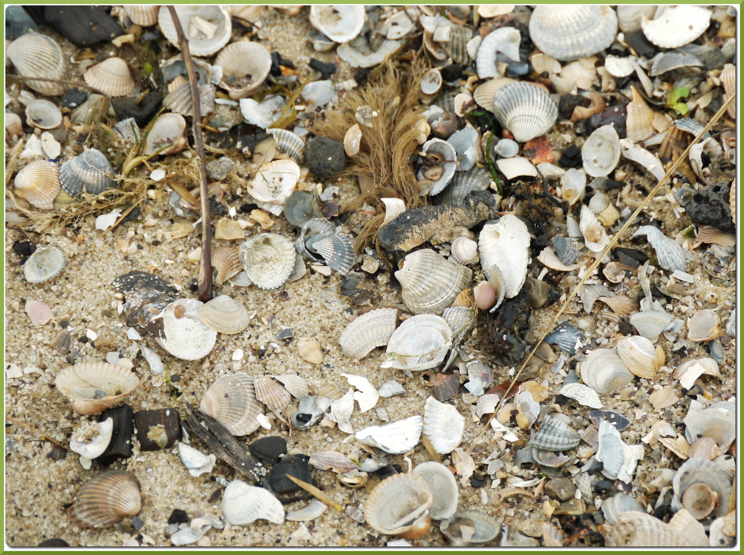 Muscheln am Strand von Burhave