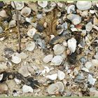 Muscheln am Strand von Burhave