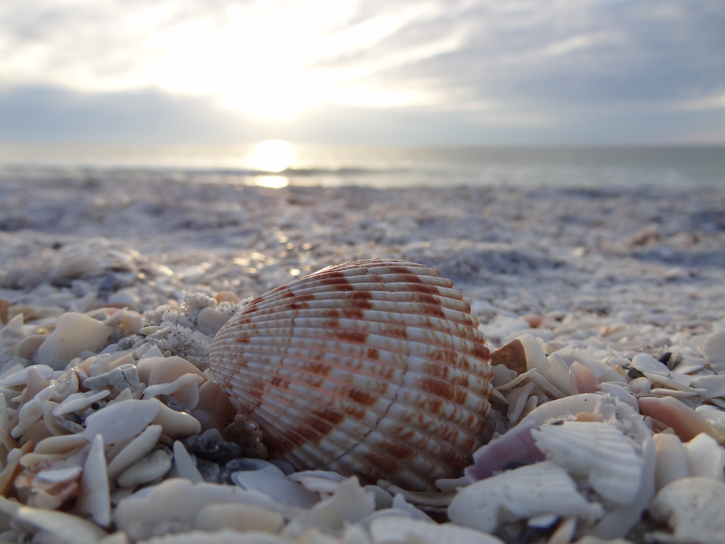 Muscheln am Strand von Florida