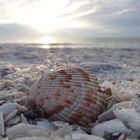 Muscheln am Strand von Florida