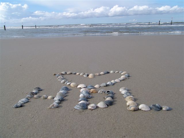 Muscheln am Strand von Norderney