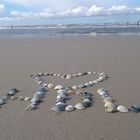 Muscheln am Strand von Norderney