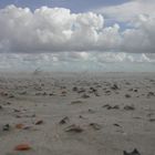 Muscheln am Strand von Spiekeroog