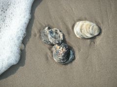 Muscheln am Strand von Sylt