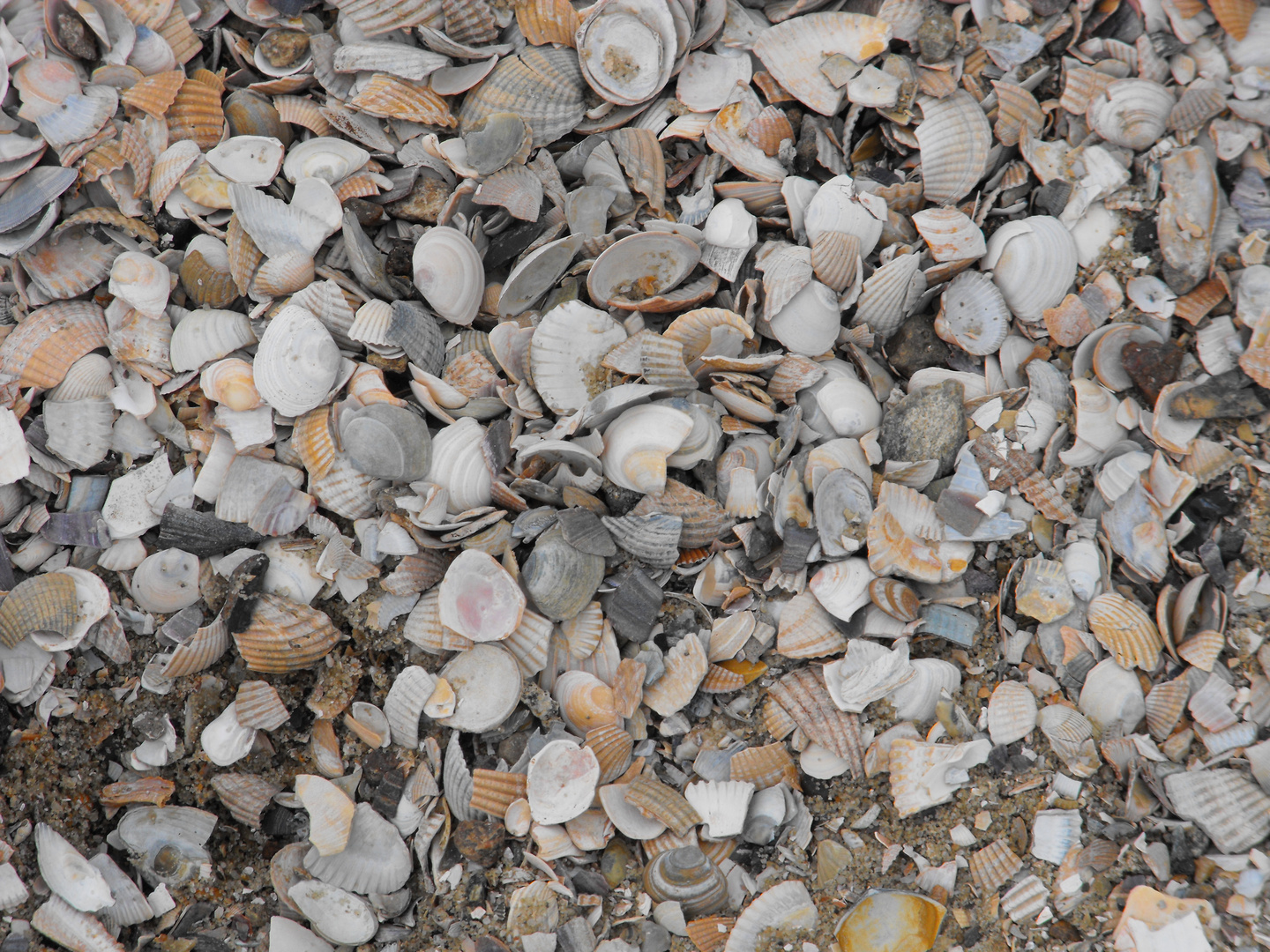 Muscheln an der Elbe