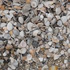 Muscheln an der Elbe