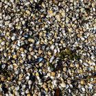 Muscheln an der Nordsee