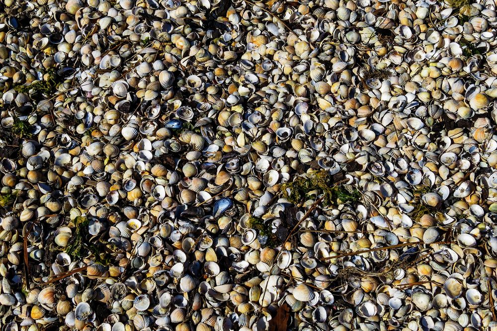 Muscheln an der Nordsee